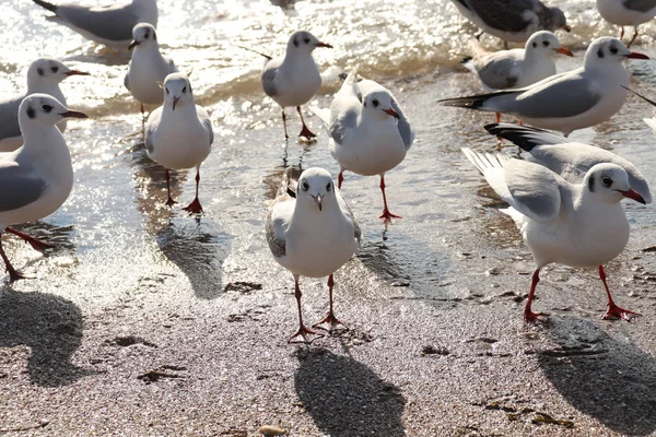 Gulls Sand Seascape — Stock Photo, Image