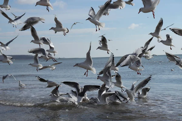 Beautiful Seascape Seagulls Bright Blue Sky — Stock Photo, Image