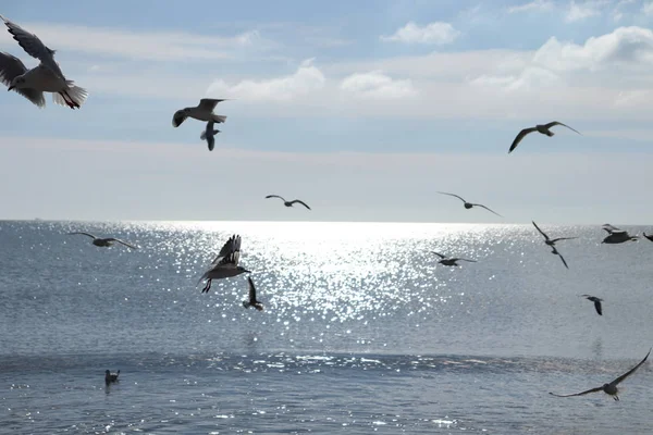 Paysage Marin Avec Beaux Oiseaux Mouettes Sur Plage — Photo