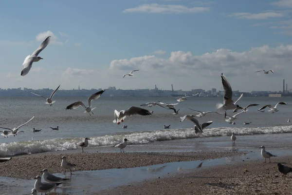 Beau Paysage Marin Avec Mouettes Ciel Bleu Vif — Photo