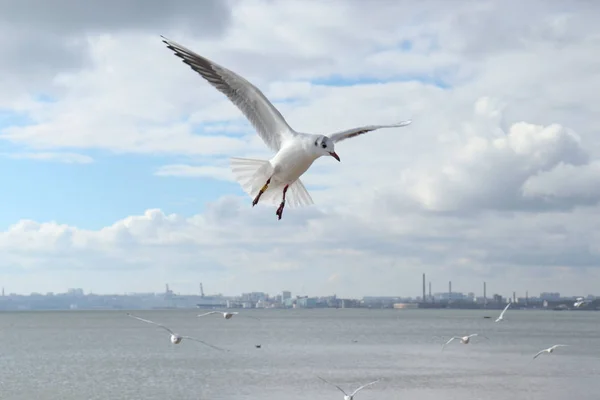 Mouette Solitaire Dans Ciel Sur Plage — Photo