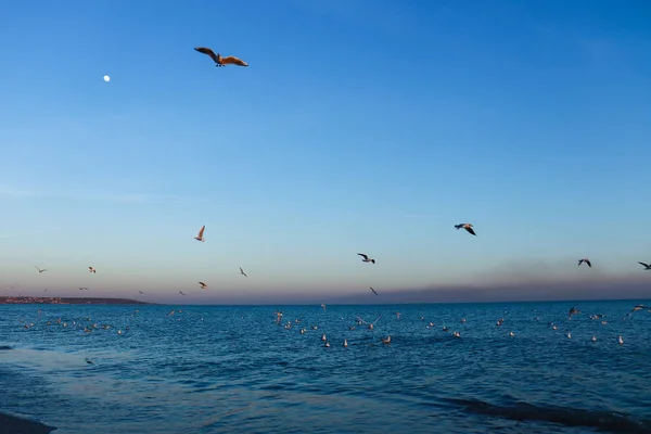 Wunderschöne Meereslandschaft Mit Möwen Und Strahlend Blauem Himmel — Stockfoto