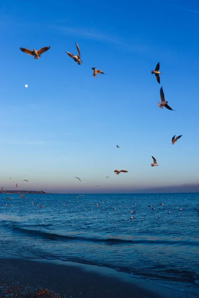 Красивый Морской Пейзаж Чайками Ярко Голубым Небом — стоковое фото