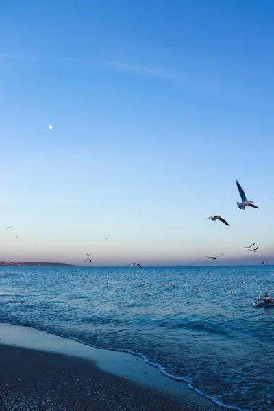 Beau Paysage Marin Avec Mouettes Ciel Bleu Vif — Photo