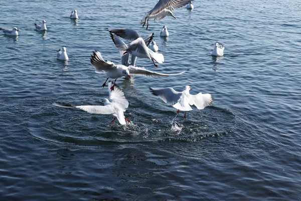 Lonely Seagull Sky Beach — Stock Photo, Image