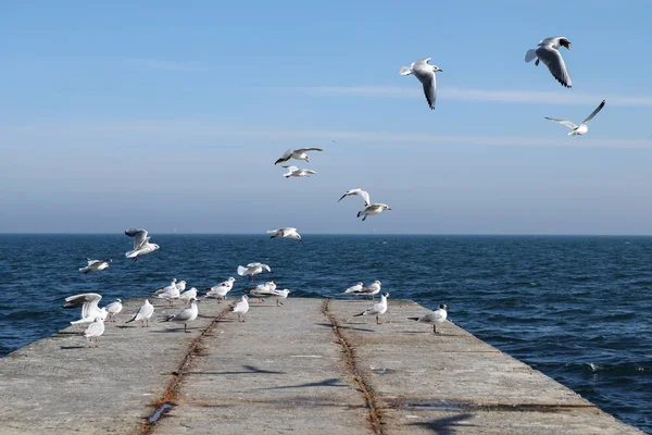 Чайки Берегу Моря Фоне Города — стоковое фото