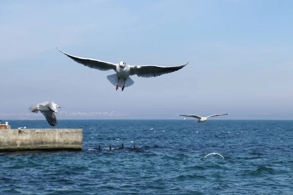 Mouette Solitaire Dans Ciel Sur Plage — Photo