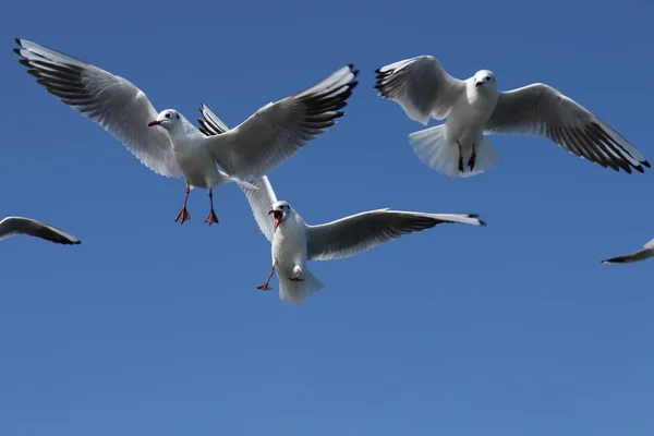 Gaivotas Céu Azul Claro — Fotografia de Stock