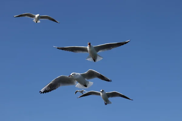 Seagulls Clear Blue Sky — Stock Photo, Image