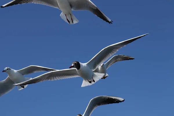 Seagulls Clear Blue Sky — Stock Photo, Image