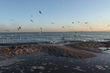 Şehrin arka planına karşı deniz kıyısında martılar