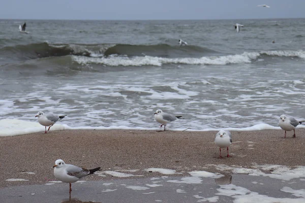 Gaivotas Areia Perto Das Ondas Espuma Praia — Fotografia de Stock