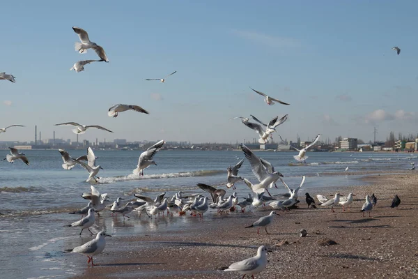 Seagulls on the coast of the sea against the background of the city