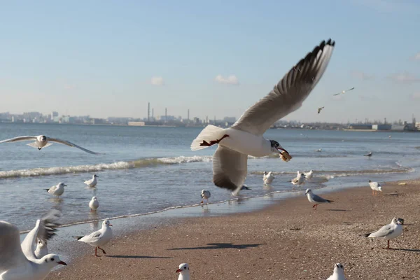 Gaivotas Costa Mar Contra Fundo Cidade — Fotografia de Stock