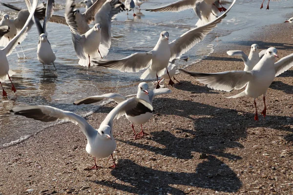 Seagulls on the sand near the foam waves on the beach