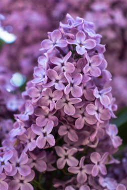 Taze bahar çalı parlak leylak
