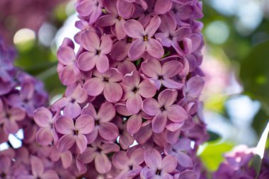 Taze bahar çalı parlak leylak