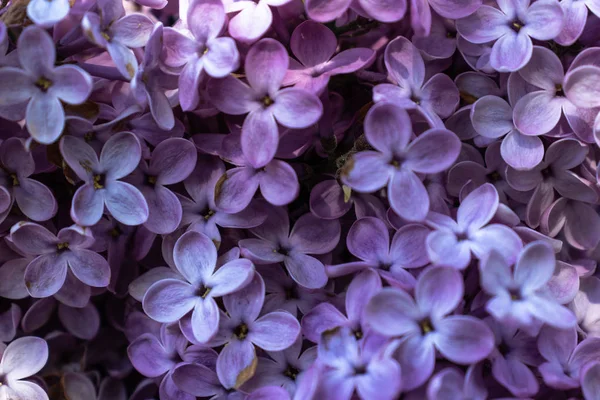 Fresco Arbusto Primavera Brillante Lila — Foto de Stock