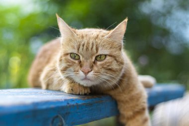 Güzel evsiz kedi bir bankta dışında