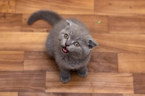 Little Scottish Fold Kitten — Stock Photo, Image
