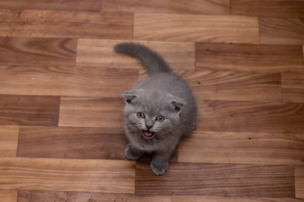 苏格兰折耳猫的小猫 — 图库照片