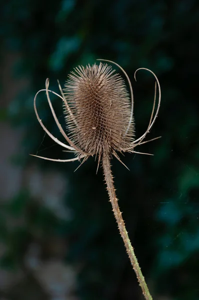 Dry Flower Next Web — Stock Photo, Image