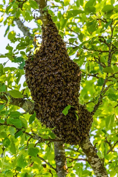 Bee Swarm Gałęzi Drzewa Jabłkowego — Zdjęcie stockowe