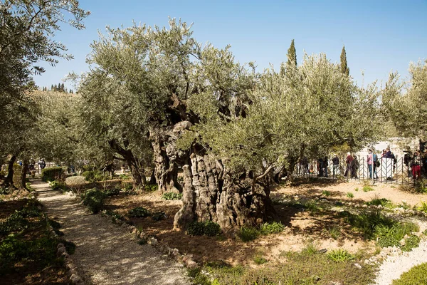 Jerusalén Israel Enero 2019 Huerto Olivos Getsemaní Jardín Situado Pie —  Fotos de Stock