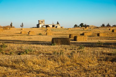 Gün batımında yontmadı buğday tarlası .