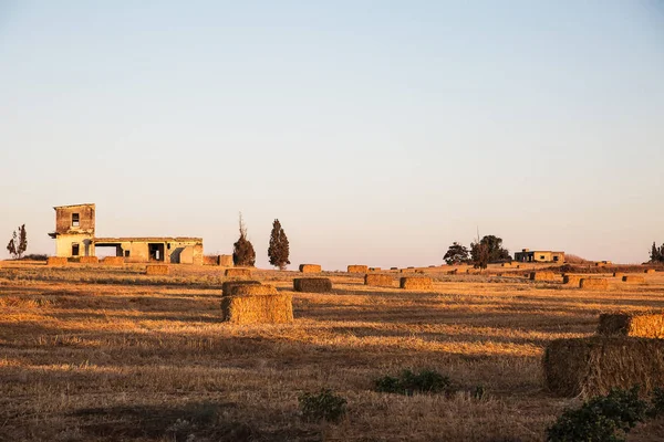 Afgeschuurd tarwe veld bij zonsondergang . — Stockfoto