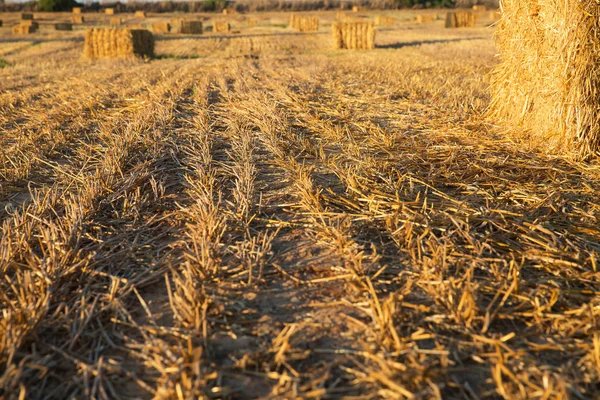 Afgeschuurd tarwe veld bij zonsondergang . — Stockfoto