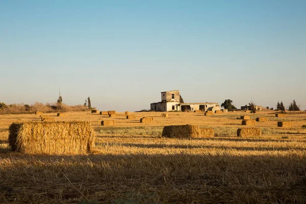 Afgeschuurd tarwe veld bij zonsondergang . — Stockfoto