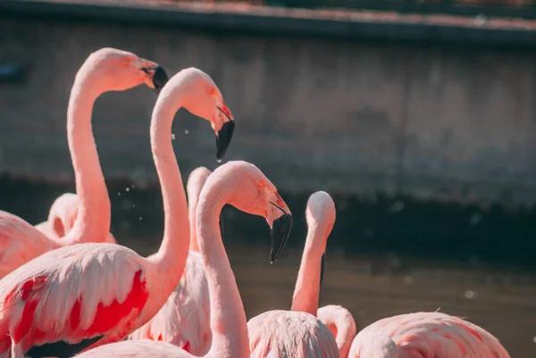 Flamingolar