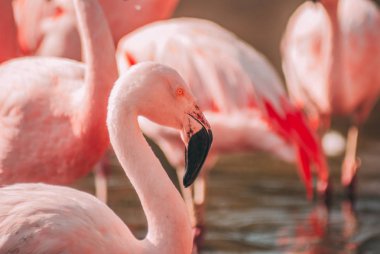 Fantezi Flamingo Closeup