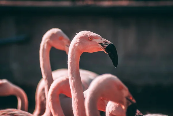 Fantezi Flamingo Closeup