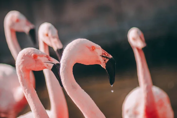 Fantezi Flamingo Closeup