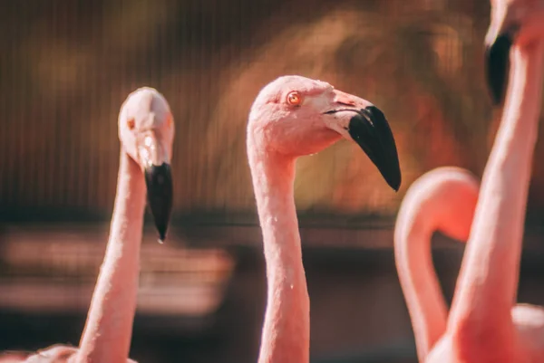 Fantezi Flamingo Closeup