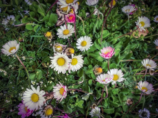 Yenilebilir tıbbi bitki. komşular bahçe deisied. benim set yemek üzerinde şifa gücü — Stok fotoğraf