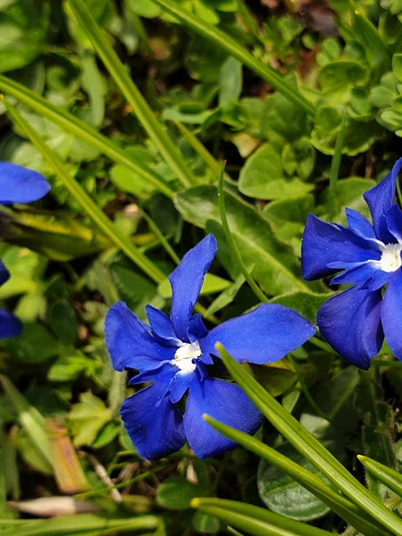 Flor silvestre: primavera gentian; gentiana verna; fruehlings-e — Fotografia de Stock