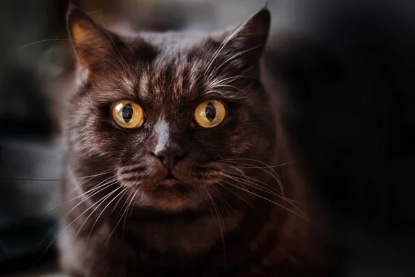 Chats yeux de l'obscurité de la pièce — Photo