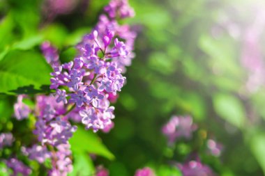 çiçek eflatunu odak noktası olmayan bir arkaplan.