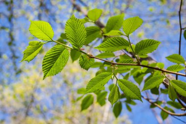 Ormanın baharında güzel yabani çiçekler