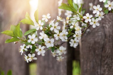 Ormanın baharında güzel yabani çiçekler