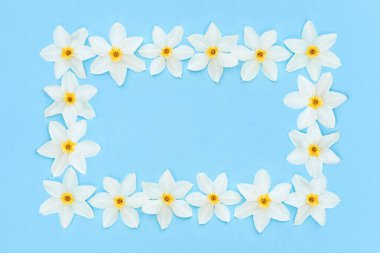 Pastel mavi arka planda beyaz nergisler.