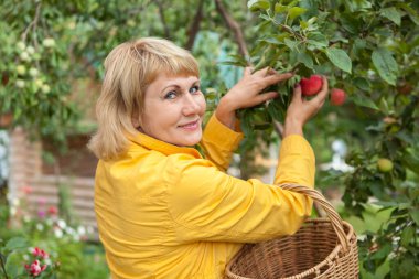 Mutfak bahçesindeki kadın meyve ve sebze topluyor.