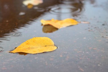 Sarı yaprakların arkaplan dokusu sonbahar yaprağı arkaplanı