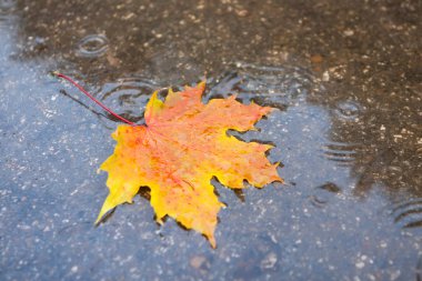 Sarı yaprakların arkaplan dokusu sonbahar yaprağı arkaplanı