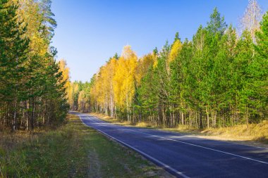Parktaki sonbahar ormanından geçen yol.