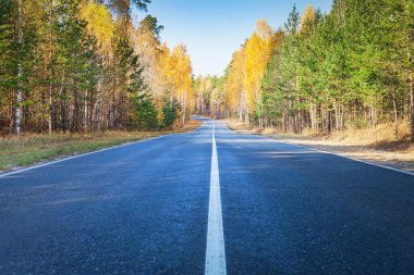 Parktaki sonbahar ormanından geçen yol.