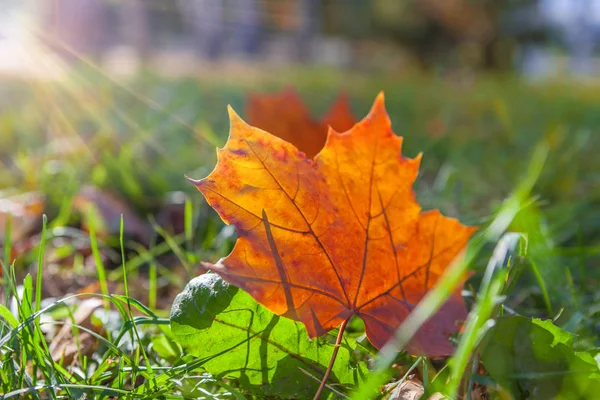 Fundo textura de folhas amarelas outono folha fundo — Fotografia de Stock